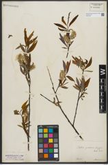 Foto von Salix rorida Laksch.